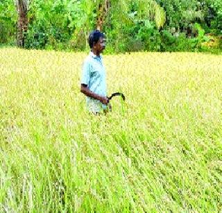 Paddy cultivation will be abandoned due to laborers | भाताची कापणी मजुरांअभावी खोळंबणार