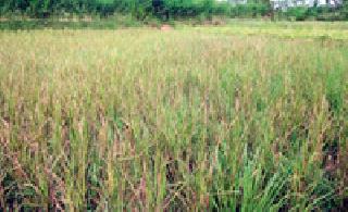 Paddy seed for agriculture department bogs out | कृषी विभागाचे धान बियाणे निघाले बोगस