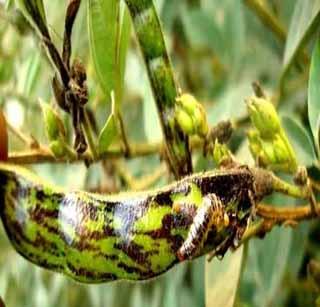 Inflation of pomegranate on Turmeric | तूर पिकावर अळ्यांचा प्रादुर्भाव Inflation of pomegranate on Turmeric | तूर पिकावर अळ्यांचा प्रादुर्भाव