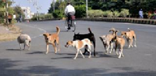 'Break' for sterilization of dogs in the city | शहरातील मोकाट कुत्र्यांच्या नसबंदीला ‘ब्रेक’