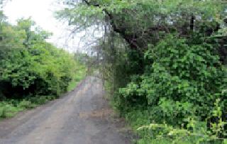 Invasion of thorny bushes | काटेरी झुडपाने अपघाताला निमंत्रण Invasion of thorny bushes | काटेरी झुडपाने अपघाताला निमंत्रण