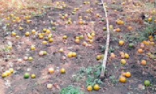 The Orange Crop Shot | संत्रा पिकाला फटका