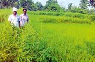 Conversion of village through water management | जलयुक्त अभियानातून गावाचा कायापालट Conversion of village through water management | जलयुक्त अभियानातून गावाचा कायापालट