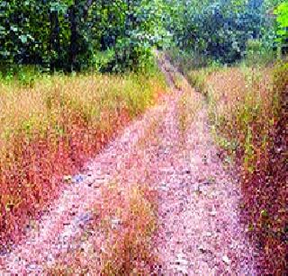 Aboriginal children are deprived of education due to lack of roads | रस्त्याअभावी आदिवासी वाडीतील मुले शिक्षणापासून वंचित Aboriginal children are deprived of education due to lack of roads | रस्त्याअभावी आदिवासी वाडीतील मुले शिक्षणापासून वंचित