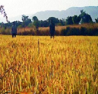 Khatri paddy crop | खाचर भातपिकाला फटका