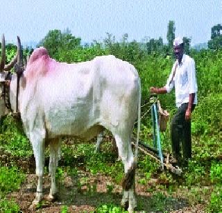 Last phase of sowing of Kapur | कापूरव्होळला पेरणी अंतिम टप्प्यात Last phase of sowing of Kapur | कापूरव्होळला पेरणी अंतिम टप्प्यात