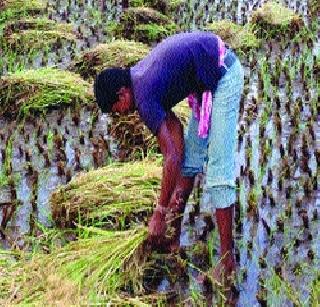 Result on rice production due to low rainfall | कमी पावसामुळे भात उत्पादनावर परिणाम