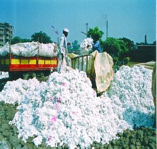 The marketing of cotton cloth from today! | पणन महासंघाची कापूस खरेदी आजपासून!