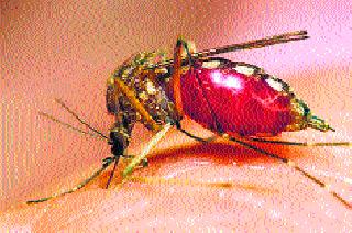 Dengue fever administration administration responsible | डेंग्यूच्या फै लावाला प्रशासन जबाबदार Dengue fever administration administration responsible | डेंग्यूच्या फै लावाला प्रशासन जबाबदार