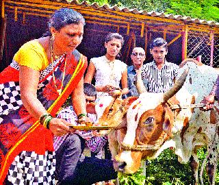 Traditional worship of Goddess | गोधनाचे पारंपरिक पूजन उत्साहात Traditional worship of Goddess | गोधनाचे पारंपरिक पूजन उत्साहात