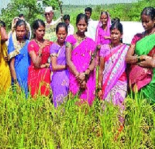 Paddy cultivation benefits with the help of Gadchawafis | गादीवाफ्यांच्या साह्याने भातशेती फायद्याची Paddy cultivation benefits with the help of Gadchawafis | गादीवाफ्यांच्या साह्याने भातशेती फायद्याची
