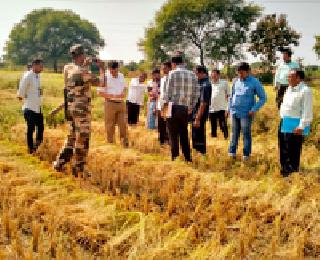Paddy crop survey: | धान पिकाची पाहणी : Paddy crop survey: | धान पिकाची पाहणी :