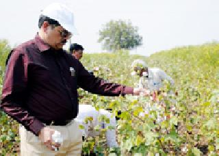 When the Collector sells a lot of cotton. | जिल्हाधिकारी चक्क कापूस वेचतात तेव्हा.