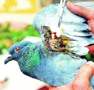 फटाके पक्ष्यांच्या मुळावर !