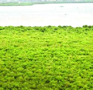 The existence of the Mangrovees in Raigad is in danger | रायगडमधील मॅन्ग्रोव्हजचे अस्तित्व धोक्यात