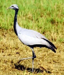 North African demosial crane Gondiya | उत्तर आफ्रिकेतील डेमोसियल क्रेन गोंदियात
