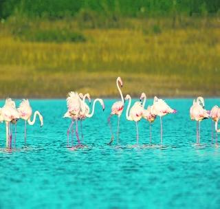 Washim's ecstasy came down to Flamingo! | ‘फ्लेमिंगो’च्या पसंतीला उतरले वाशिमचे एकबुर्जी!