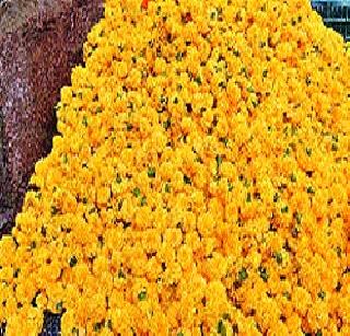 Diwali marigold flowers! | दिवाळीमुळे झेंडू फुलला!