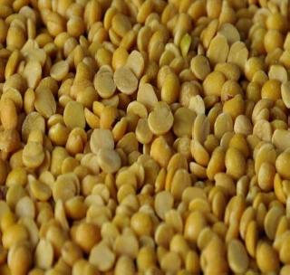 Weather Based Crop Insurance Scheme! | हवामानावर आधारित पीक विमा योजनेत तुरीला डावलले! Weather Based Crop Insurance Scheme! | हवामानावर आधारित पीक विमा योजनेत तुरीला डावलले!