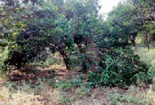 The trees also collapsed with the orange rain due to rain | वादळी पावसाने संत्रासह झाडेही कोलमडली