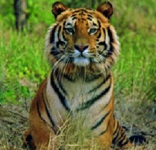 The Melghat Tiger Reserve is the top in the state | मेळघाट व्याघ्र प्रकल्प राज्यात अव्वल