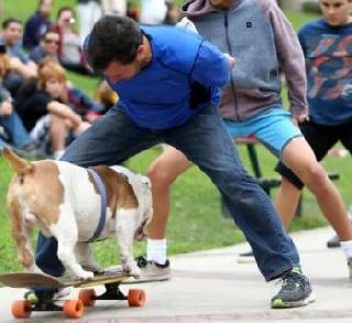 The British Bulldogne The Skating World Record | ब्रिटिश बुलडॉगने केला स्केटिंगचा विश्वविक्रम