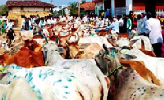 250 cows run on the back of the cow | गुराख्याच्या पाठीवरून धावल्या २५० गाई 250 cows run on the back of the cow | गुराख्याच्या पाठीवरून धावल्या २५० गाई