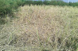 Paddy crop destroyed by wild pigs | जंगली डुकरांमुळे धानपीक उद्ध्वस्त Paddy crop destroyed by wild pigs | जंगली डुकरांमुळे धानपीक उद्ध्वस्त