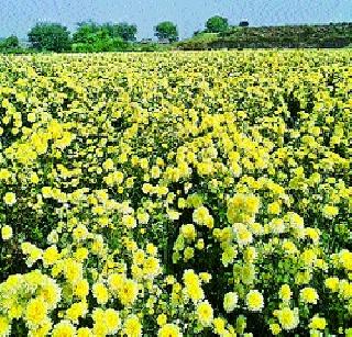 On the day of Lakshmi Pujaadhi, the 'Shevanti' farmer rasli! | लक्ष्मीपूजनादिवशीच ‘शेवंती’ शेतकऱ्यांवर रुसली!