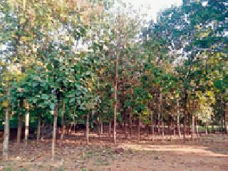 Vegetable farming: | सागवान शेती : Vegetable farming: | सागवान शेती :