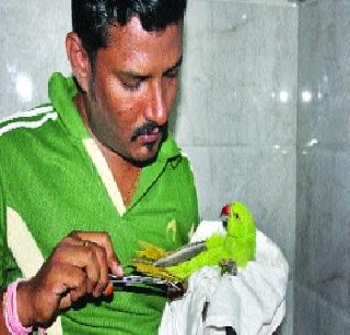 Birds fall victim to cracker pollution | फटाक्यांच्या प्रदूषणाला पक्षी पडतात बळी Birds fall victim to cracker pollution | फटाक्यांच्या प्रदूषणाला पक्षी पडतात बळी