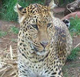 Leopard hunting by poisoning | विषप्रयोग करून बिबट्याची शिकार