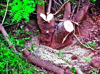 वनसंपदा लुप्त होण्याच्या मार्गावर
