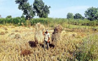 Rice harvesting: | धान कापणी :