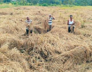 Paddy producers live up to | धान उत्पादक जगताहेत अधांतरी