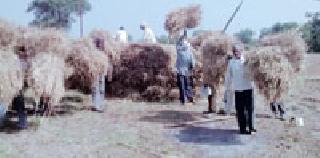 Poor productive distress | अत्यल्प भावाने धान उत्पादक अडचणीत Poor productive distress | अत्यल्प भावाने धान उत्पादक अडचणीत