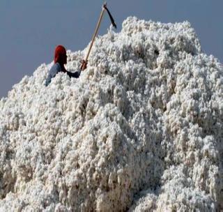 Cotton prices in the private sector increased by one hundred rupees! | खासगी बाजारात कापसाचे दर शंभर रुपयांनी वाढले!