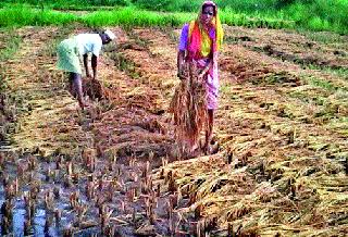 Rice loss due to rain in Peth taluka | पेठ तालुक्यात पावसाने भाताचे नुकसान