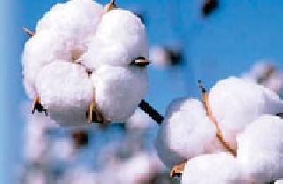 Due to lack of buying cotton | कापूस खरेदीअभावी जिनिंग पडल्या ओस