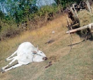 The bull is killed due to the electric shield mounted for hunting | शिकारीसाठी लावलेल्या विद्युत तारांमुळे बैल ठार