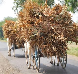 Fodder double expensive! | चारा दुपटीने महागला! Fodder double expensive! | चारा दुपटीने महागला!