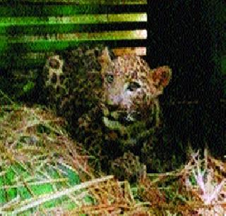 Cannibalist leopard finally jerbund | नरभक्षक बिबट्या अखेर जेरबंद