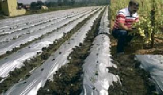 Vegetable grown in garnish | माळरानात पिकविला भाजीपाला Vegetable grown in garnish | माळरानात पिकविला भाजीपाला