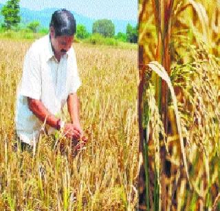 Thane district farming death sect? | ठाणे जिल्ह्यातील शेती मरण पंथाला ?