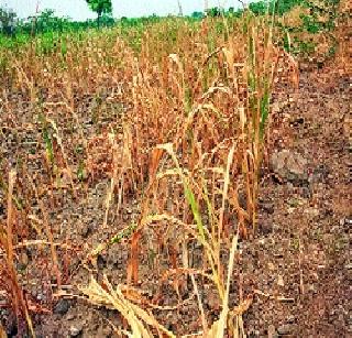 Harvest burnt; The well reached the well! | पिकं जळाली; विहिरींनी गाठला तळ !