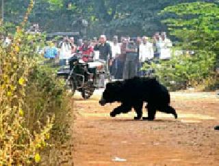 Appearance of bears: | अस्वलाचे दर्शन :