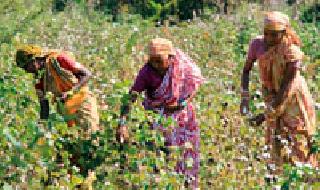 Find out if you want to harvest cotton | कापूस वेचणीकरिता सापडेना शेतमजूर