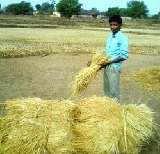 Instead of rice, this time we will strap | तांदळाऐवजी यंदा हाती पेंढाच