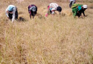 For rice weeding started | तणसीसाठी धान कापणी सुरू