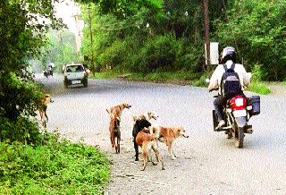 Fugitives of angry dogs in Bhagur village | भगूर गावात मोकाट कुत्र्यांचा उपद्रव